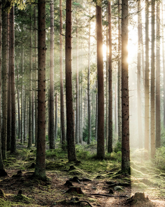 Poster med naturmotiv. Skog. Träd. Sol bland träden. Poster natur