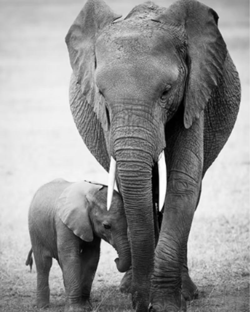 Stor elefant och liten elefant kramas. Svartvitt. Mamma elefant. Bebis elefant. Posters med djurmotiv. 